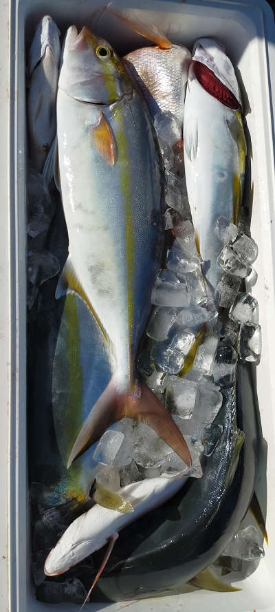 11月釣果です