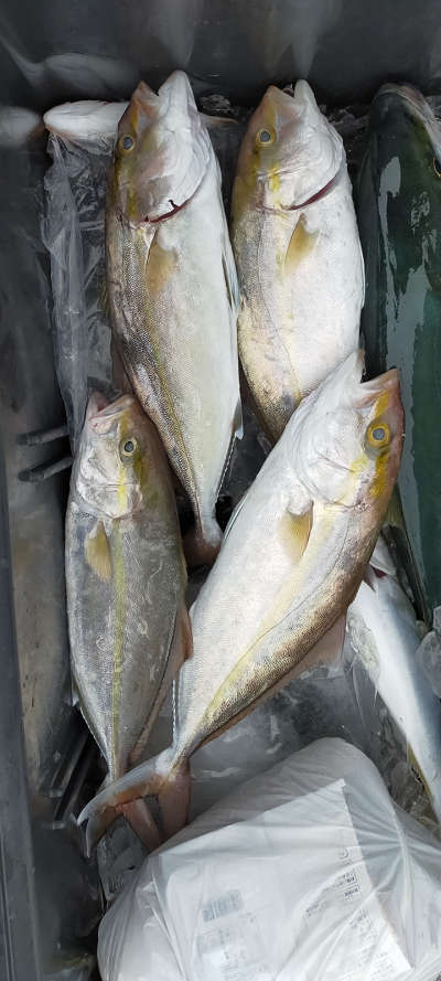 11月釣果です