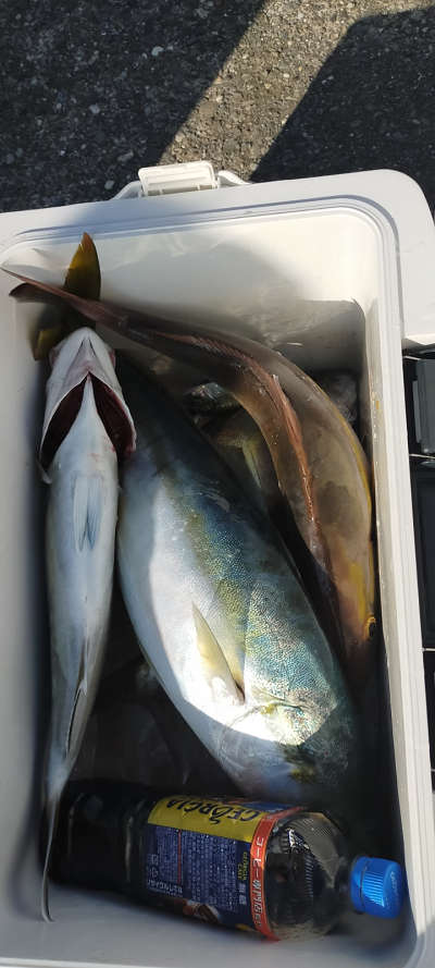 1月釣果です
