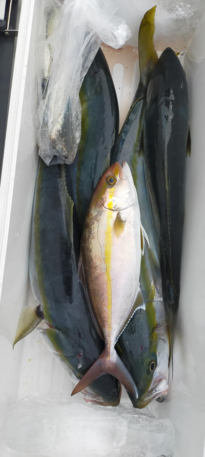 2月釣果です