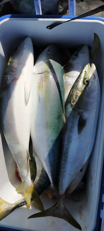 2月釣果です