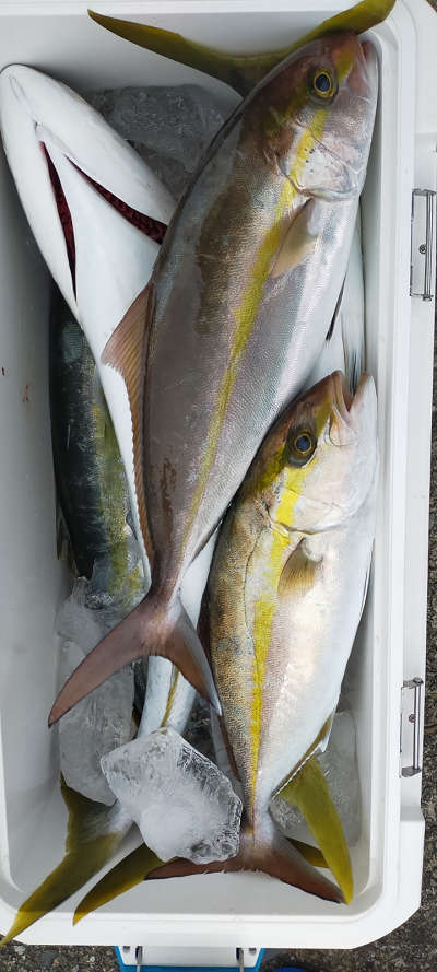 2月釣果です