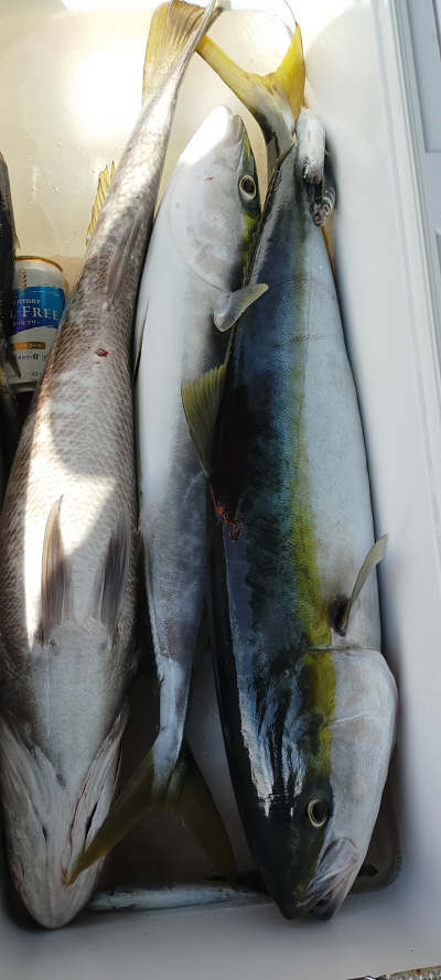 2月釣果です