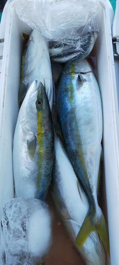 2月釣果です