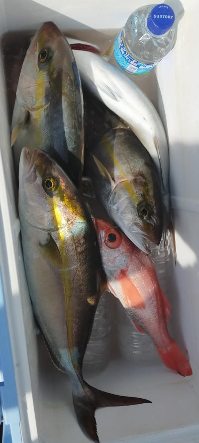 2月釣果です