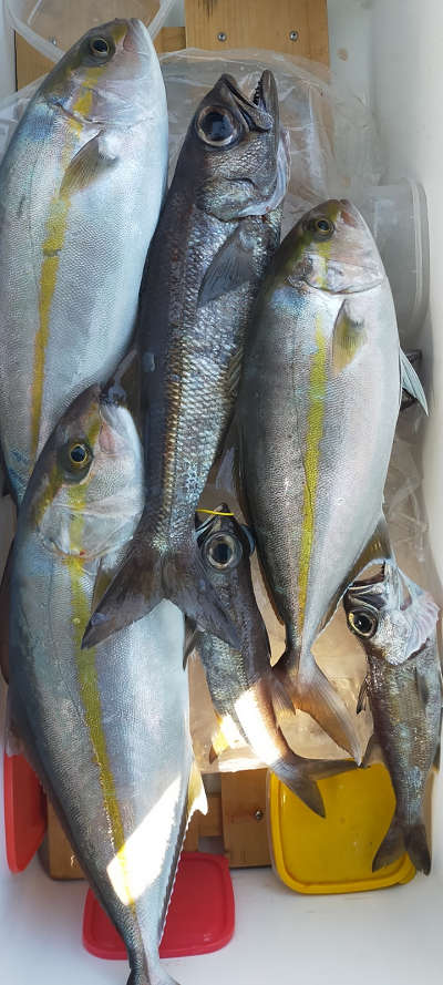 2月釣果です