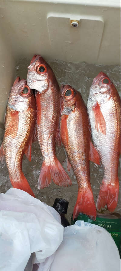 2月釣果です