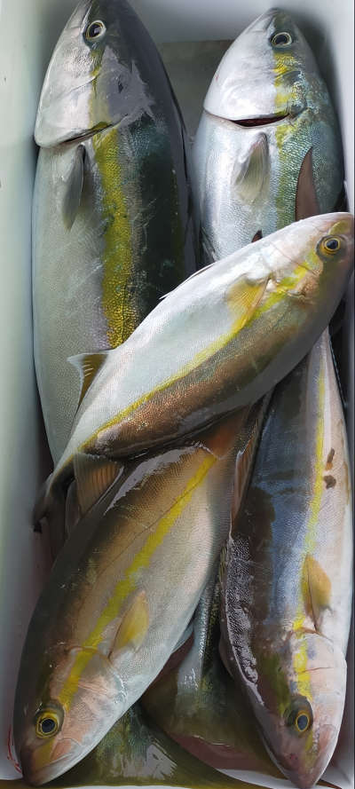 3月釣果です