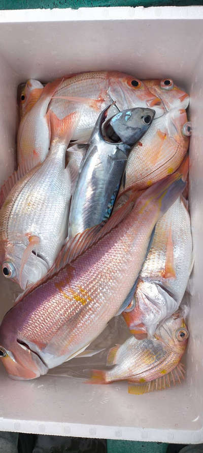 4月釣果です
