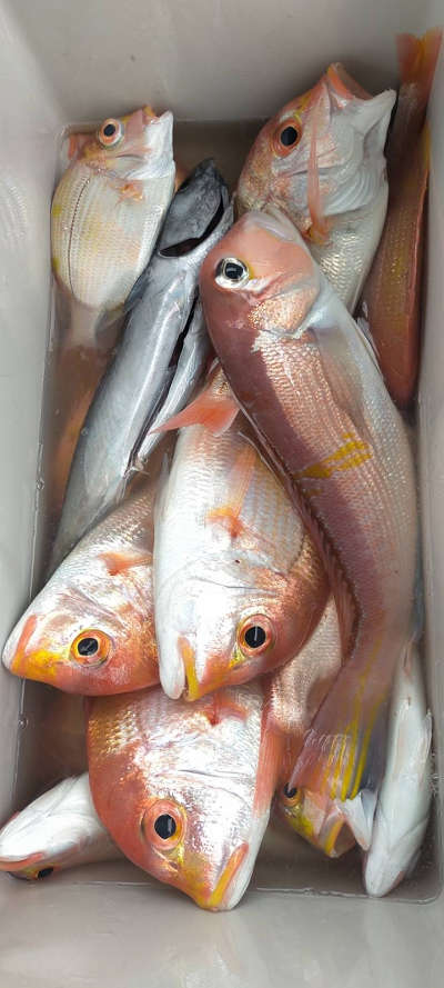 4月釣果です