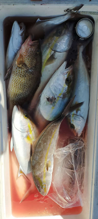 1月釣果です