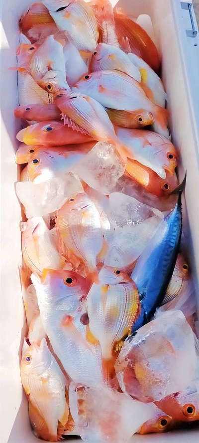 4月釣果です