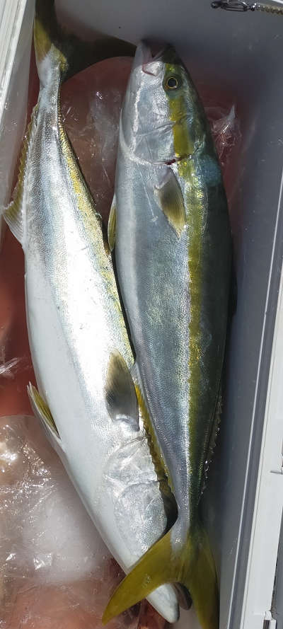 4月釣果です