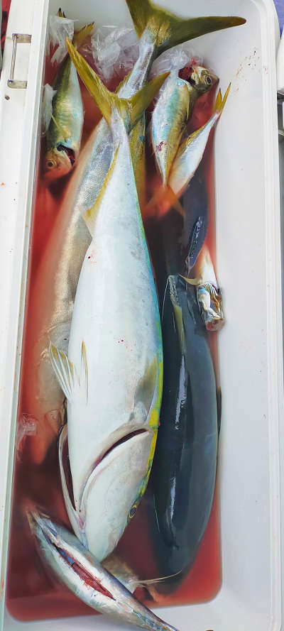 4月釣果です