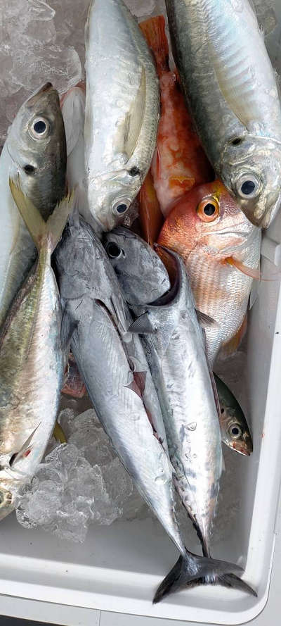 4月釣果です