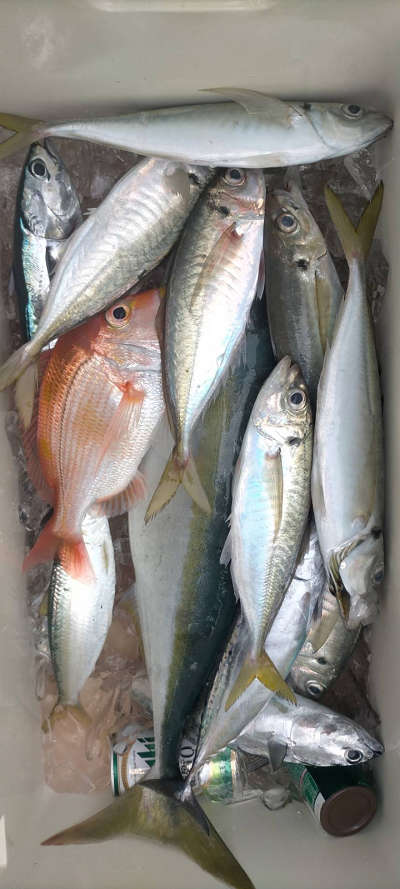 4月釣果です
