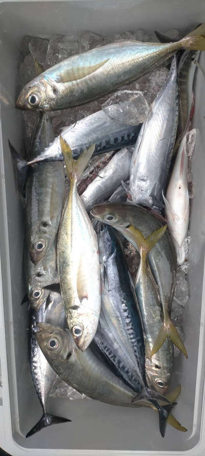 4月釣果です