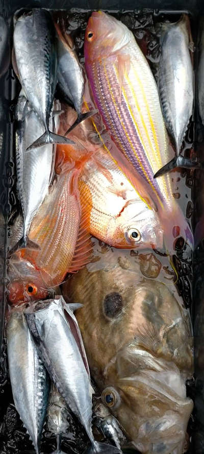 4月釣果です