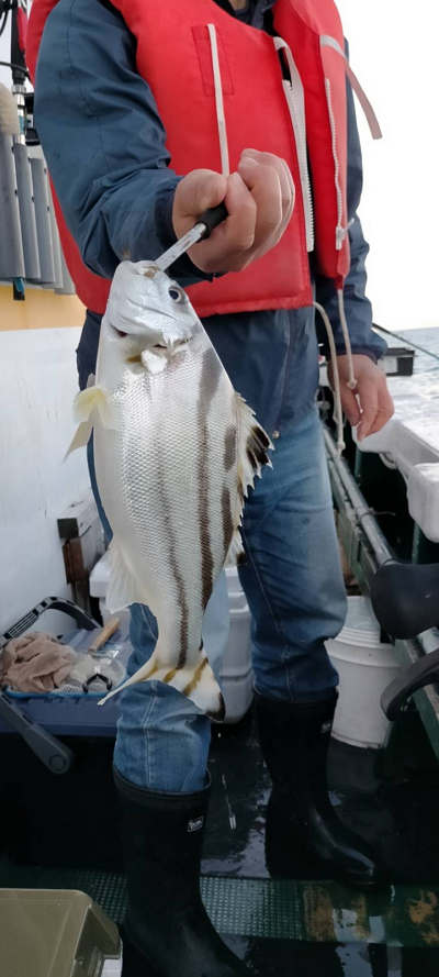 5月釣果です