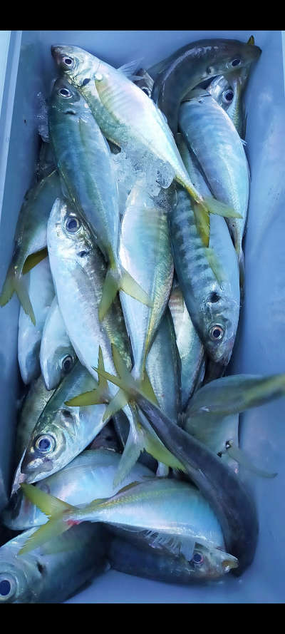 5月釣果です