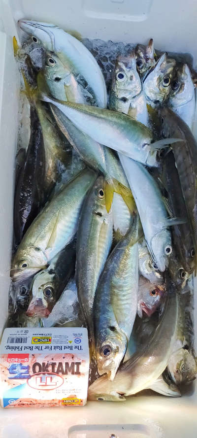 5月釣果です