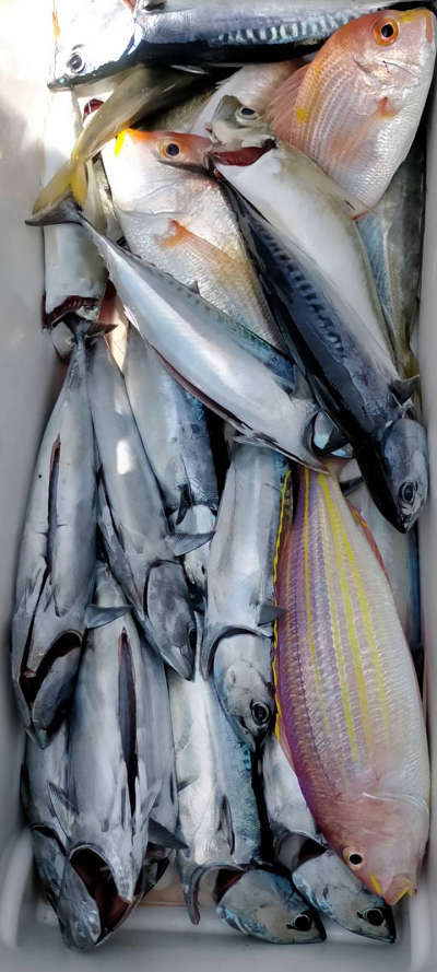 5月釣果です