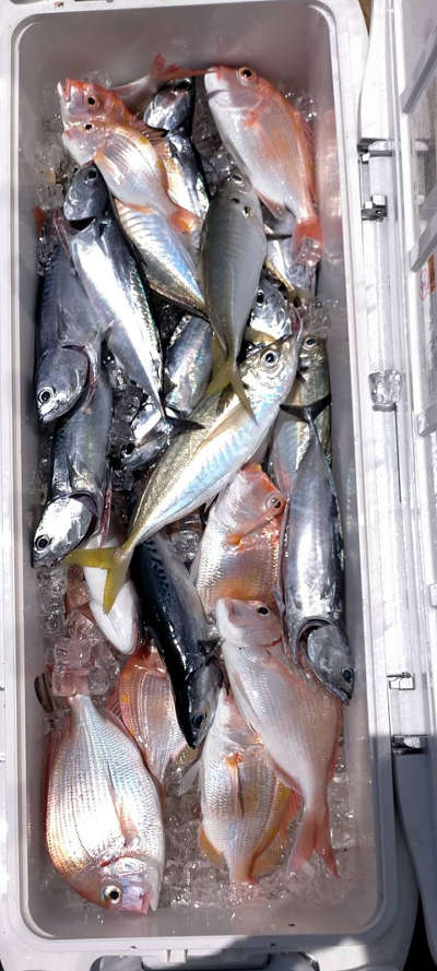 5月釣果です
