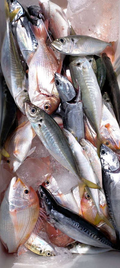 5月釣果です