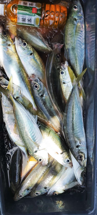 5月釣果です