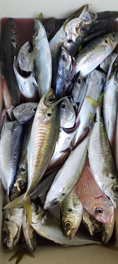 5月釣果です