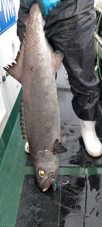 5月釣果です