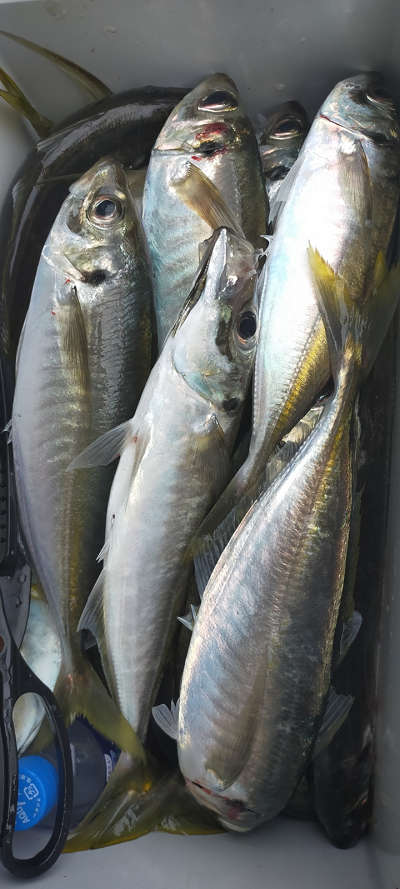 5月釣果です