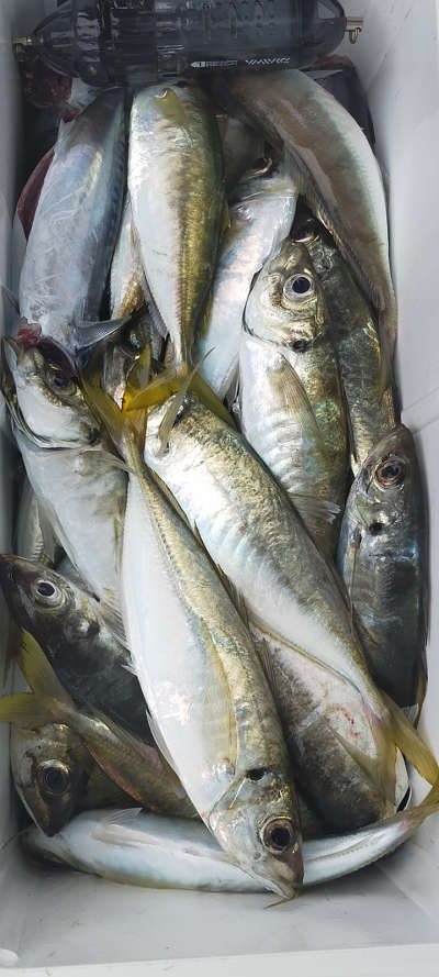 5月釣果です