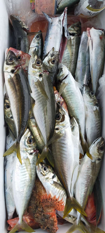 5月釣果です