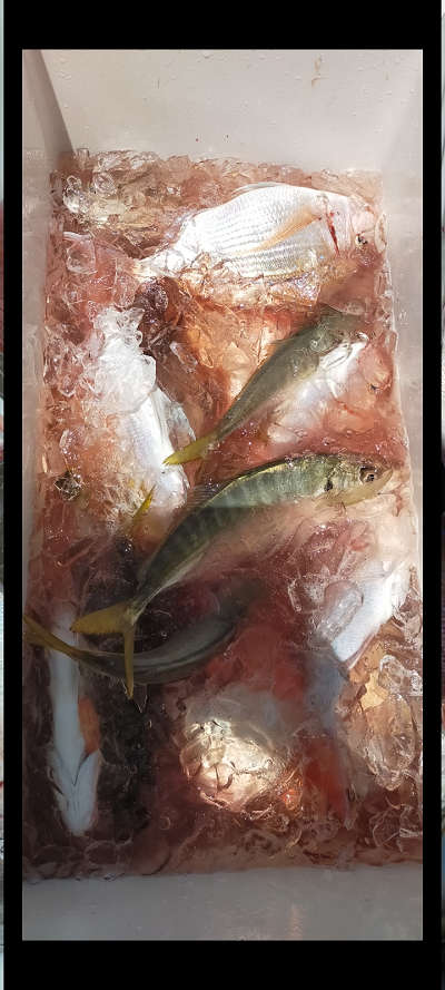 5月釣果です
