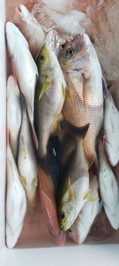 5月釣果です
