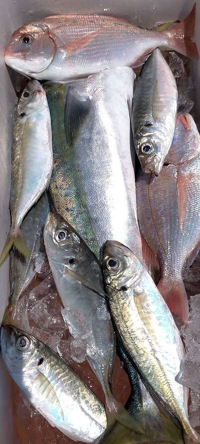 5月釣果です