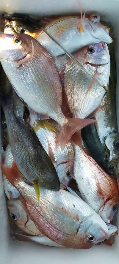 5月釣果です
