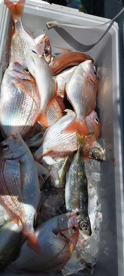 5月釣果です