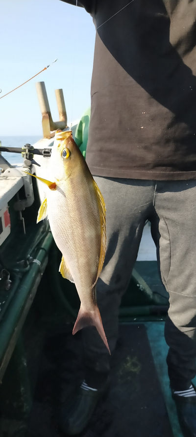 5月釣果です
