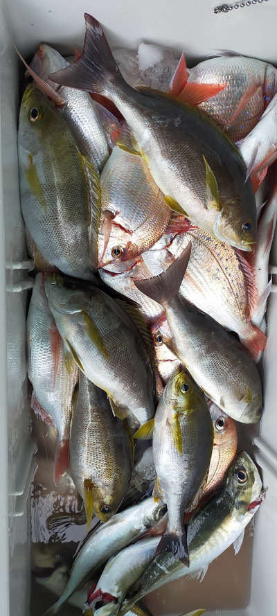 5月釣果です