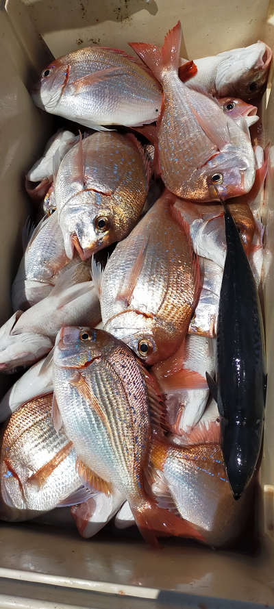 5月釣果です