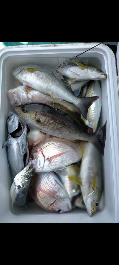 5月釣果です