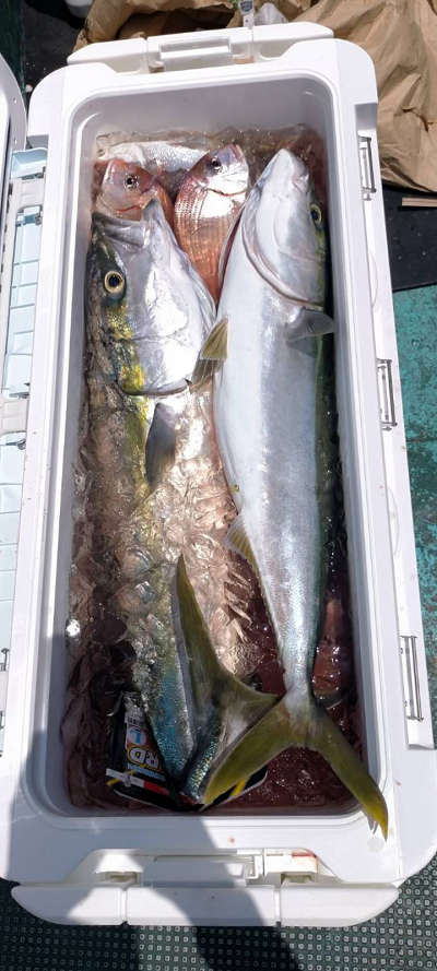 5月釣果です