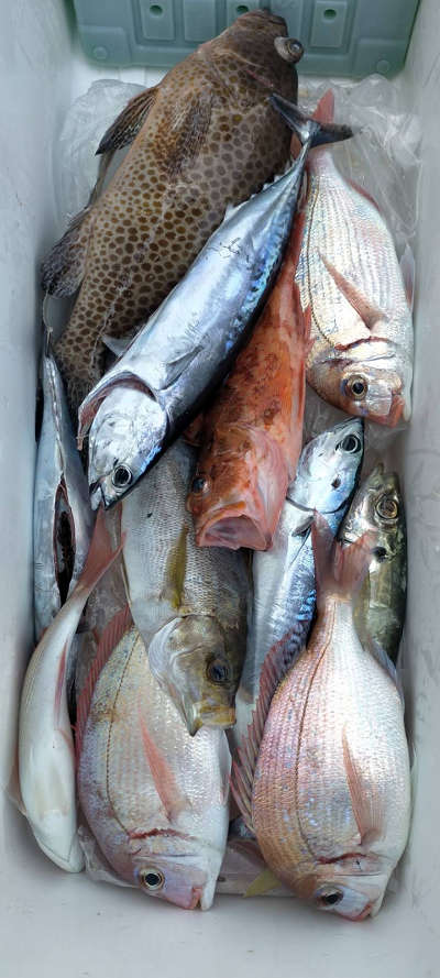 5月釣果です