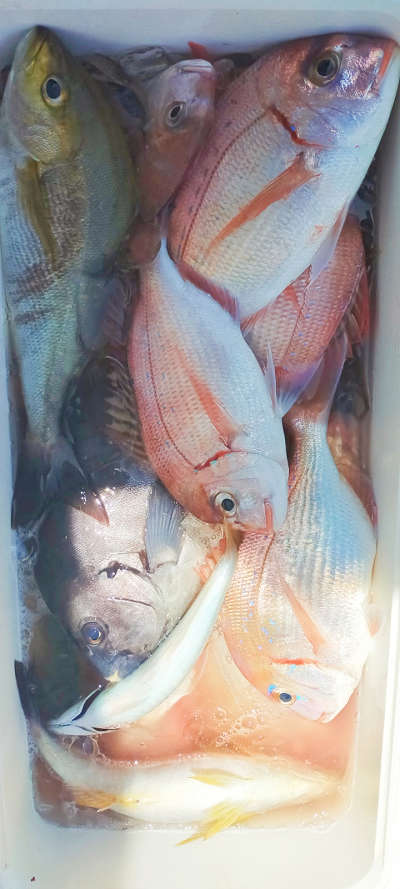 5月釣果です