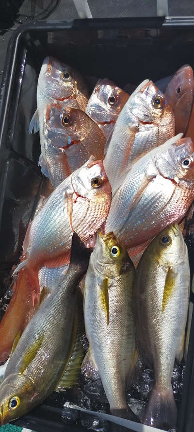 5月釣果です