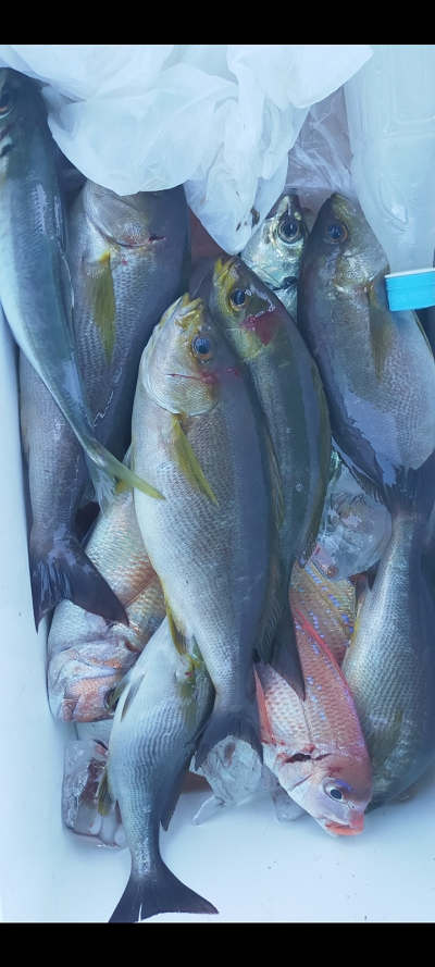 5月釣果です