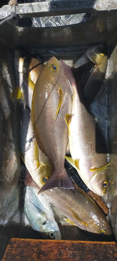 5月釣果です