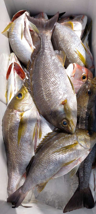 5月釣果です